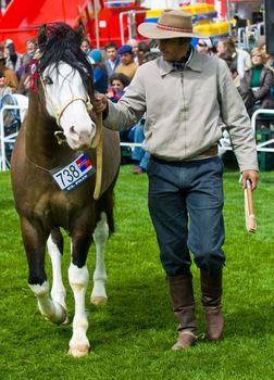 September 2008 Montevideo Uruguay - Gaucho in a horse show in "Expo Prado"