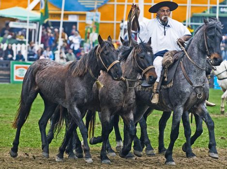 September 2008 Montevideo Uruguay - Gaucho in a horse show in "Expo Prado