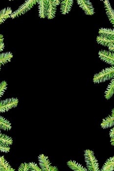 Border from branches.green fir branches with space for your text  on dark background 