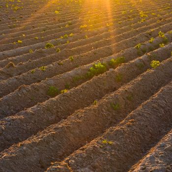 Bright sunset over green field.