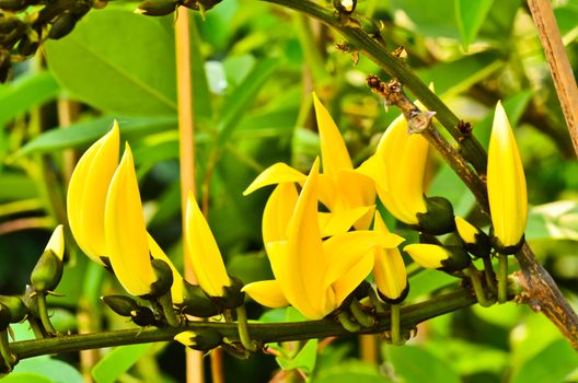 Bastard Teak Flower