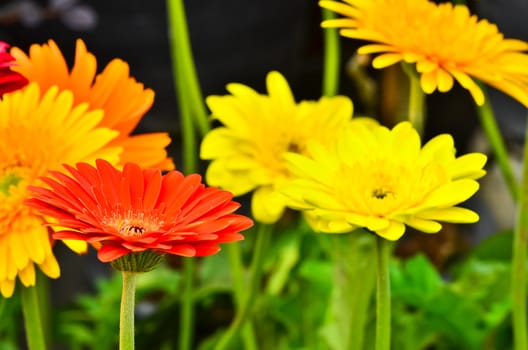 Gerberas in garden