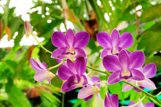 Beautiful Purple Orchid, Vanda