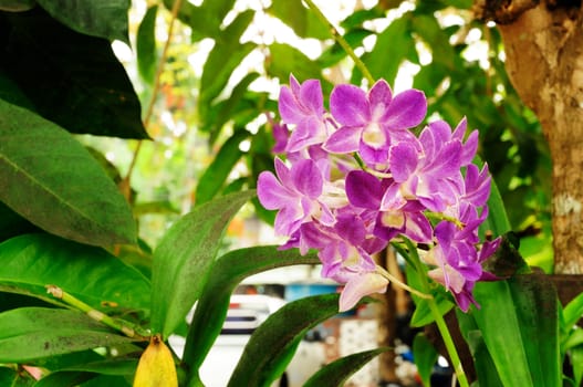 Beautiful Purple Orchid, Vanda