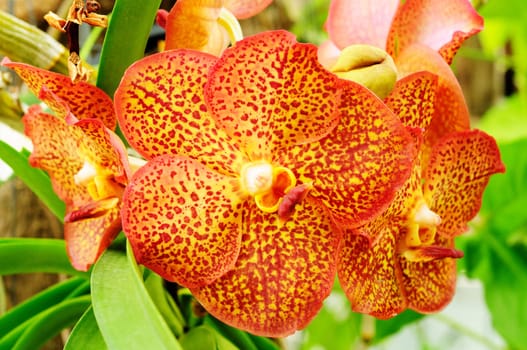 Thai brown and orange Orchid, Vanda. 