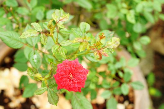 Miniature Rose, Fairy Rose or Pygmy Rose