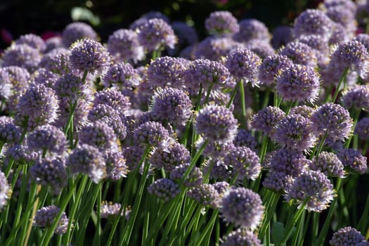 A close-up photo of beautiful herb flowers
