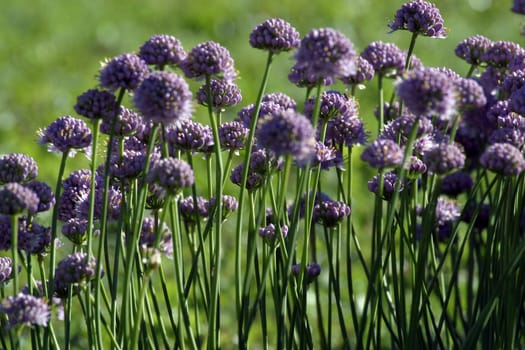A close-up photo of beautiful herb flowers