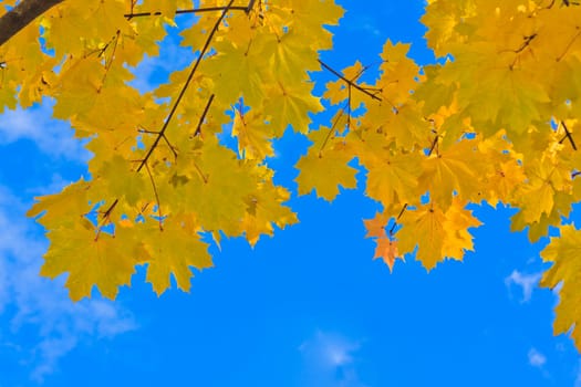 Beautiful autumn leaves on a sunny day