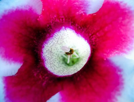 close up of beautiful violet flower