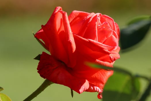 Close up of a red rose
