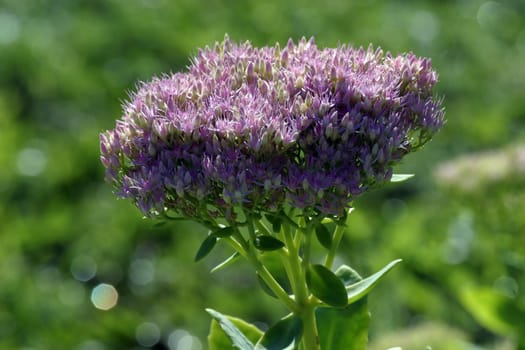 A close-up photo of beautiful purple flowers