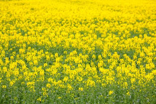 Yellow Canola oil seed flower Field
