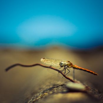 closeup shoot sitting dragonfly outdoor