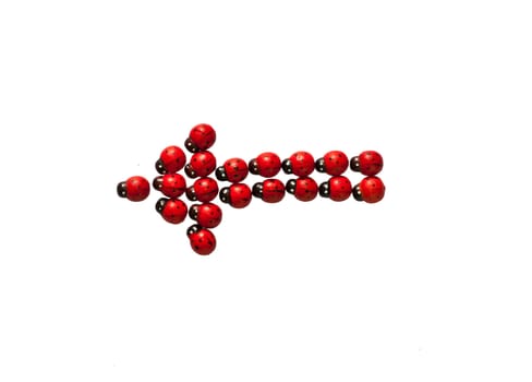 Photograph of beetles.Character and symbol.