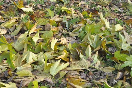 Green leaves greenery useful as a background