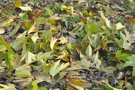 Green leaves greenery useful as a background