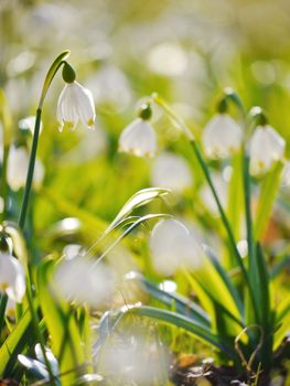 Snowflake flowers in a garden