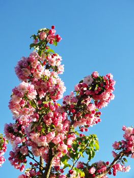 apple flowers and buds blooming at spring