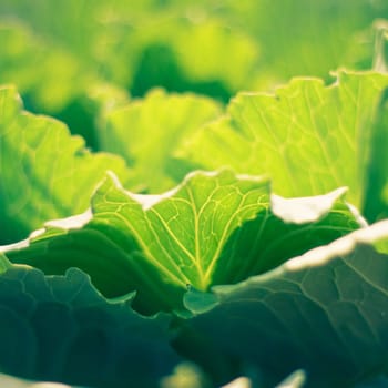 Fresh cabbage shoot in garden