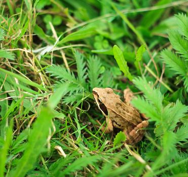 Frog peeking out from behind the grass