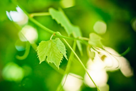 Grape leaf over defocused grapes