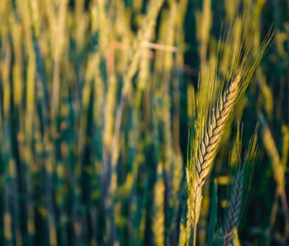 A barley field with shining green barley ears in early summer