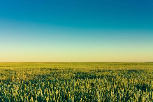 A barley field with shining green barley ears in early summer