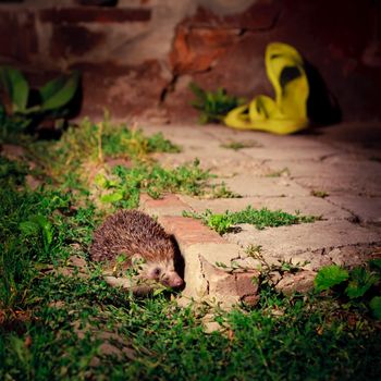 hedgehog during the night escapade