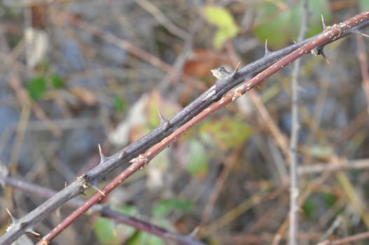 Detail of rose thorn with blurred background