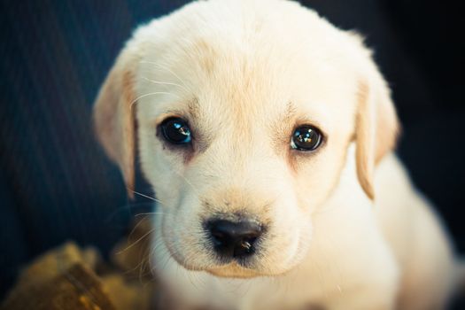 Golden retriever puppy of 7 weeks old