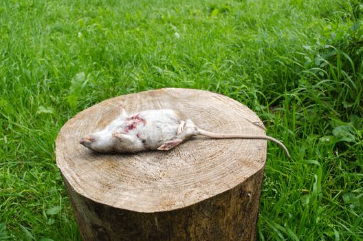 dead rat with bloody wound and yellow tooth lie on tree stump surrounded by green meadow grass.
