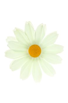 white flower, isolated on white