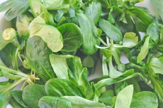 Corn salad - Valerianella locusta Valeriana olitoria