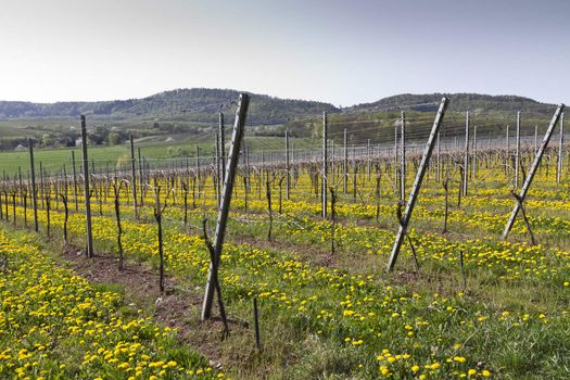 vineyard in south germany with dandelion. monocropping