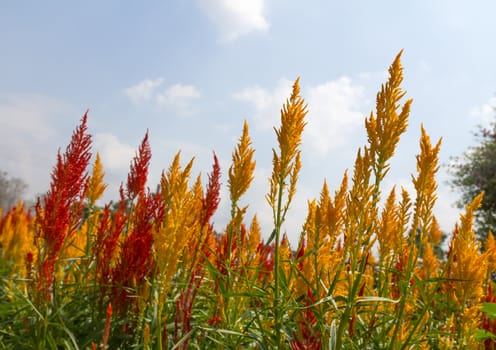 Closeup of a cockscomb flower (Celosia Cristata) in a garden