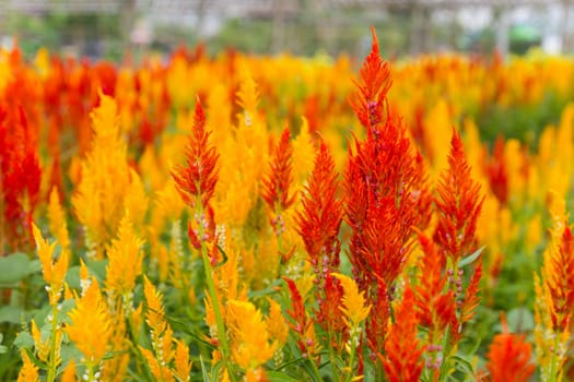 Closeup of a cockscomb flower (Celosia Cristata) in a garden
