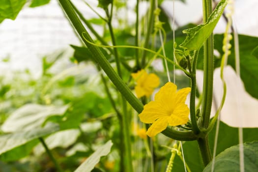 Pumpkin flower on stem  growing in the plant