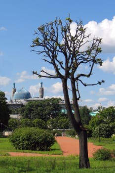 Trimmed tree against a blue sky and a mosque. 