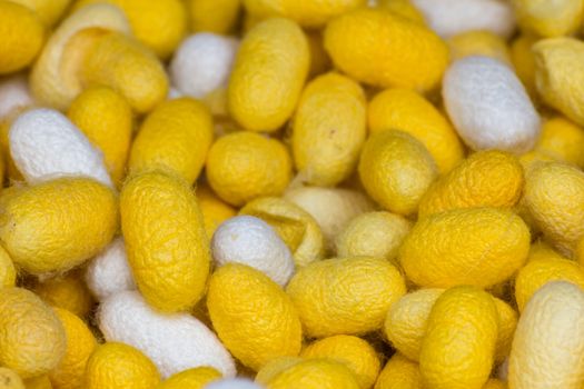 Group of silkworm cocoons nests.Bombycidae is a family of moths