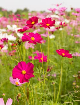 Field of pink cosmos flowers  in Thailand