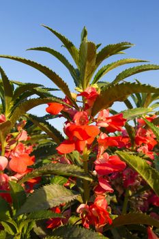 Rose Balsam or Impatiens balsamina Linn and blue sky