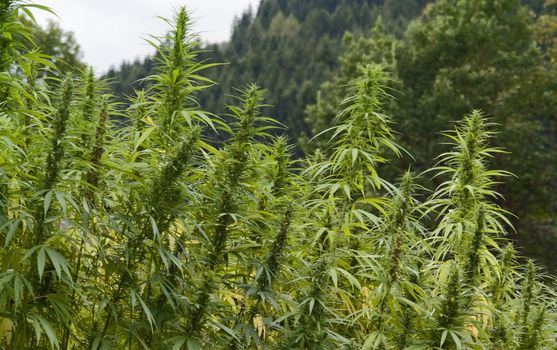 full frame detail of a hemp field. vertical outdoor picture