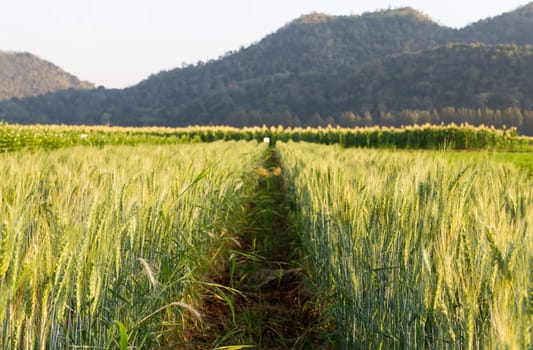 Green barley field in spring on a sunny day