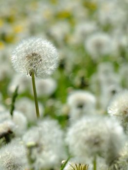 The dandelions blowballs are ready to start seeds downwind.