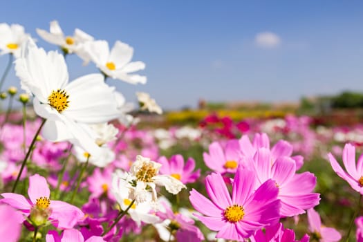 Field White and pink  cosmos flowers in Thailand