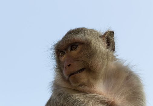 Close up portrait of a monkey at Lopburi ,Thailand