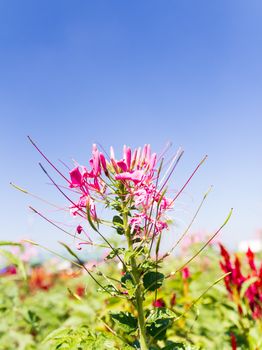 Cleome spinosa linn or  Spider Flower garden and blue sky