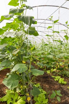 Pumpkin vines grow plants growing in a greenhouse