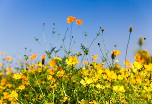 Field of Yellow cosmos flowers in Thailand